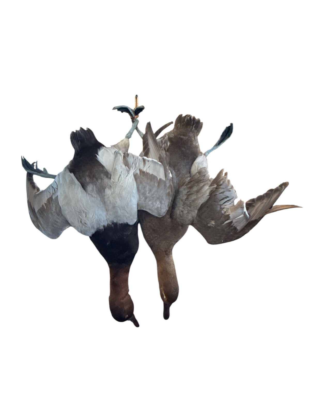 Pair Taxidermy Birds