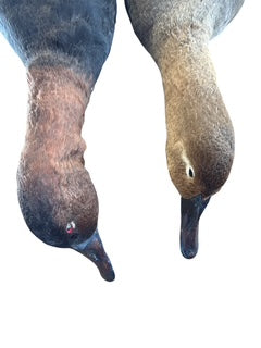 Pair Taxidermy Birds