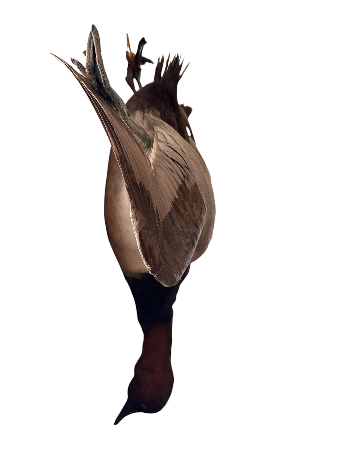 Pair Taxidermy Birds