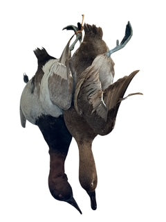 Pair Taxidermy Birds