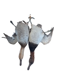 Pair Taxidermy Birds